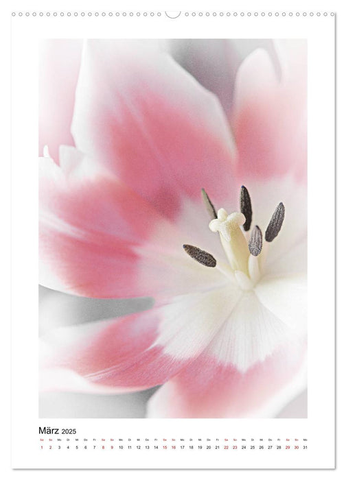 Lass Blumen sprechen (CALVENDO Premium Wandkalender 2025)