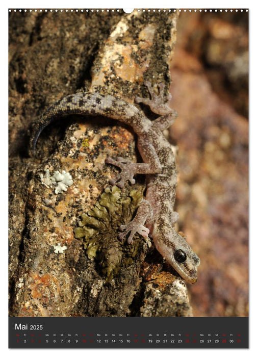 GECKOS (CALVENDO Premium Wandkalender 2025)