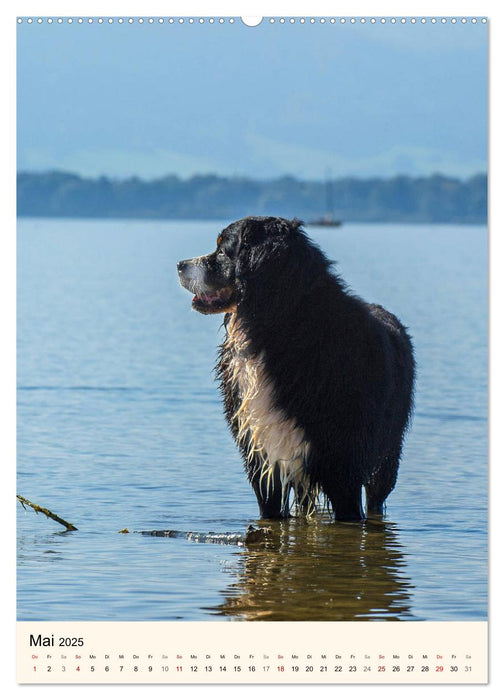 Die schönste Rasse der Welt - Berner Sennenhund (CALVENDO Wandkalender 2025)