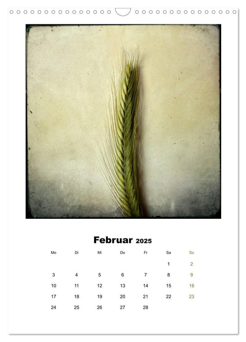 Pflanzenportraits FineArt Fotografie Daniela Weber (CALVENDO Wandkalender 2025)