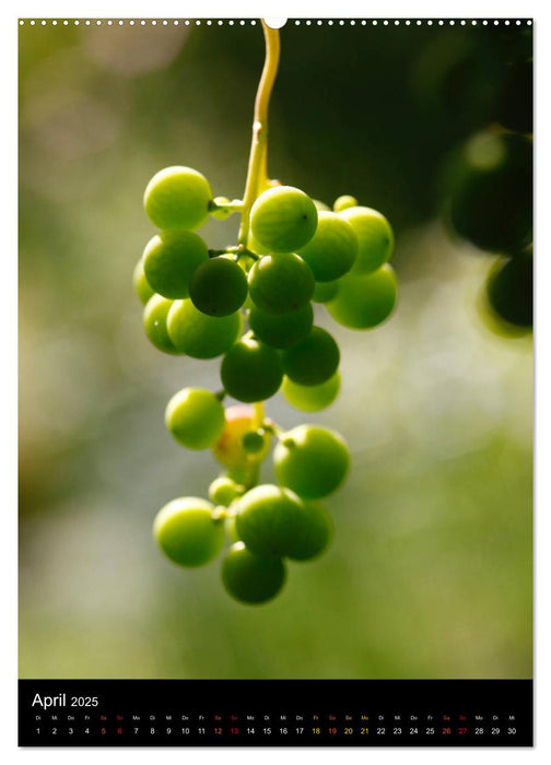 Von der Traube in das Glas (CALVENDO Premium Wandkalender 2025)