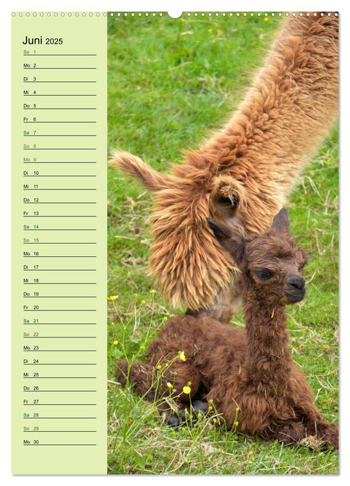 Alpakas zum Knuddeln gerne (CALVENDO Wandkalender 2025)