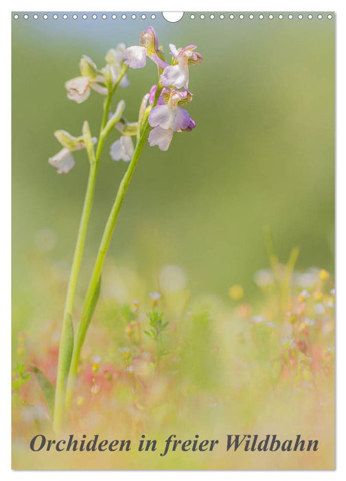 Orchideen in freier Wildbahn (CALVENDO Wandkalender 2025)