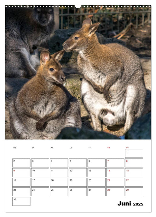 Artenvielfalt Tiere (CALVENDO Wandkalender 2025)