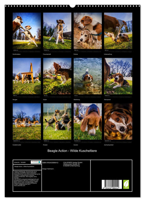 Beagle Action - Wilde Kuscheltiere (CALVENDO Premium Wandkalender 2025)