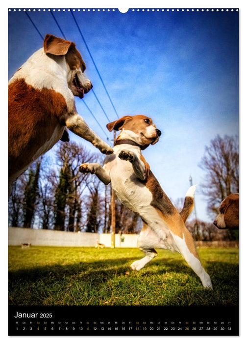 Beagle Action - Wilde Kuscheltiere (CALVENDO Premium Wandkalender 2025)