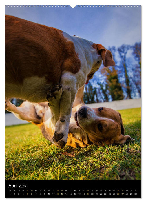 Beagle Action - Wilde Kuscheltiere (CALVENDO Premium Wandkalender 2025)