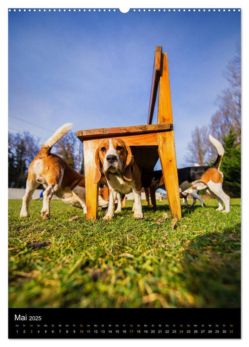 Beagle Action - Wilde Kuscheltiere (CALVENDO Premium Wandkalender 2025)