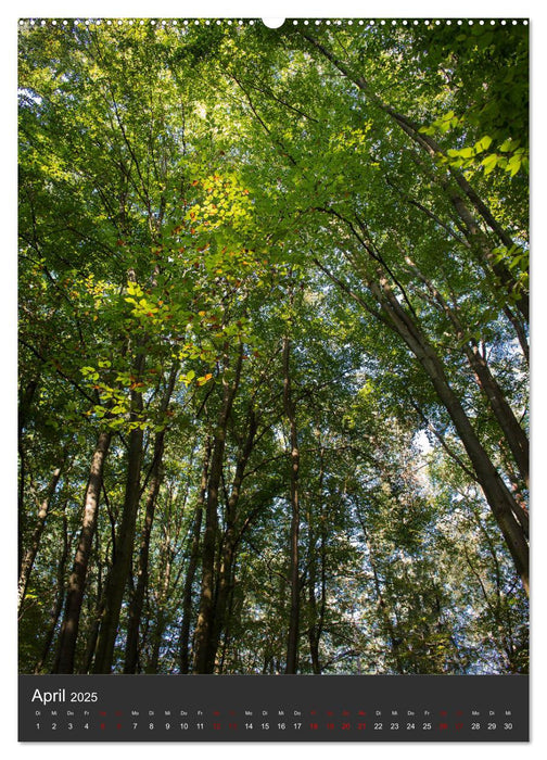 NATUR PUR - Die Wälder meiner Heimat (CALVENDO Premium Wandkalender 2025)