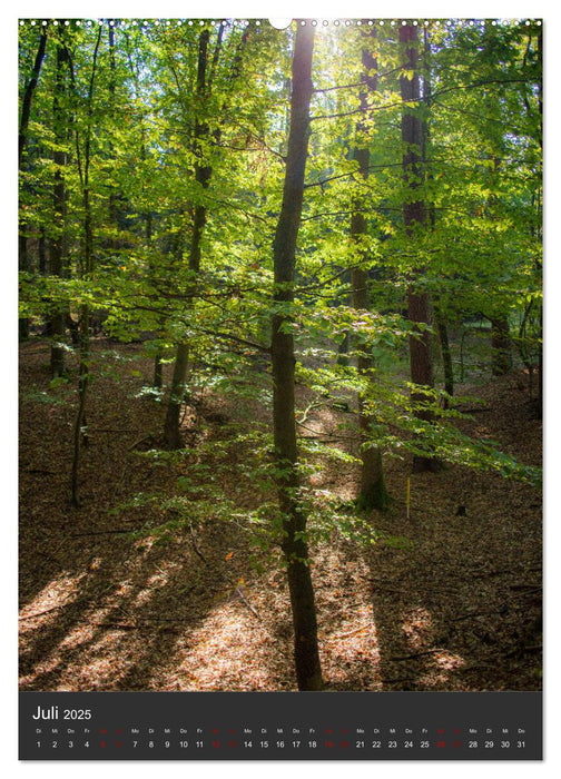 NATUR PUR - Die Wälder meiner Heimat (CALVENDO Premium Wandkalender 2025)