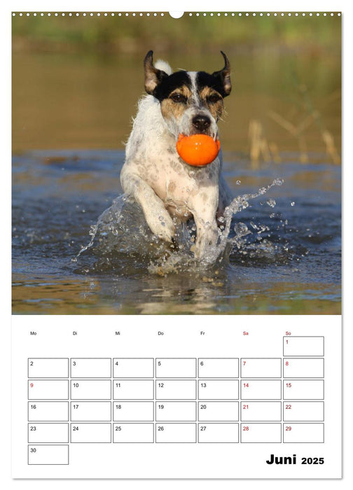 Tender Fellows - Parson Russell Terrier (CALVENDO Premium Wandkalender 2025)