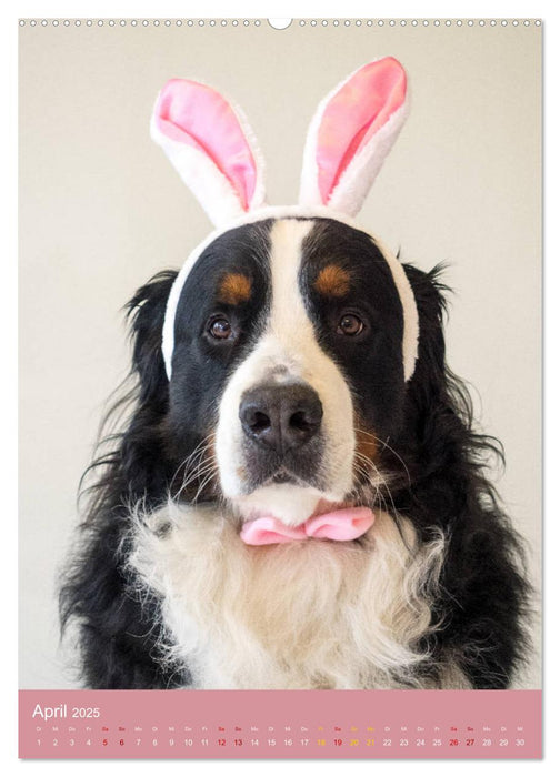 Farbenfroh durch's Jahr mit dem Berner Sennenhund (CALVENDO Wandkalender 2025)