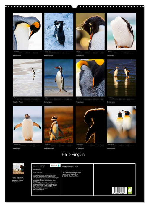 Hallo Pinguin (CALVENDO Wandkalender 2025)