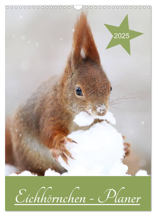 Eichhörnchen - Planer (CALVENDO Wandkalender 2025)