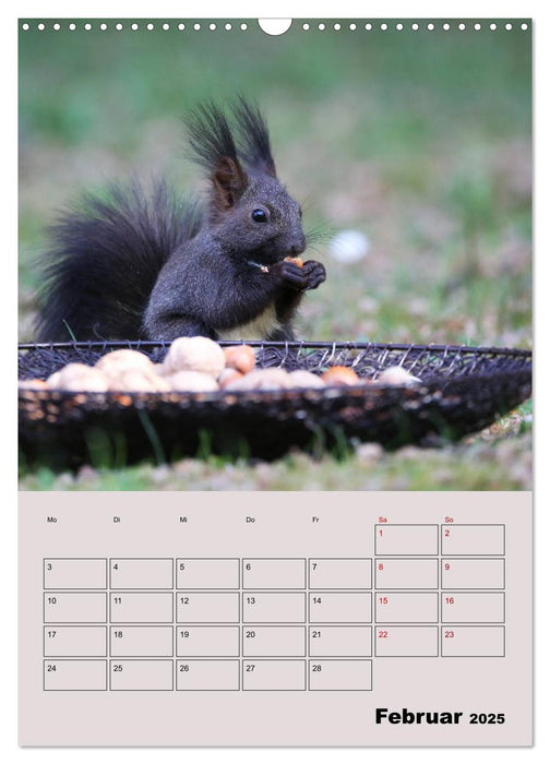 Eichhörnchen - Planer (CALVENDO Wandkalender 2025)