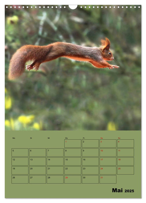 Eichhörnchen - Planer (CALVENDO Wandkalender 2025)