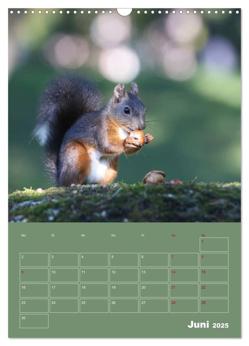 Eichhörnchen - Planer (CALVENDO Wandkalender 2025)