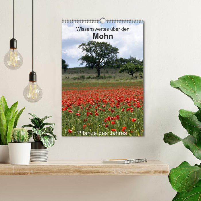 Wissenswertes über den Mohn - Pflanze des Jahres (CALVENDO Wandkalender 2025)