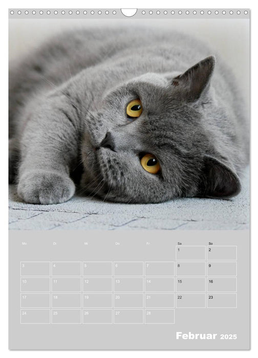 Graue Engel - Britischkurzhaar-Katzen (CALVENDO Wandkalender 2025)