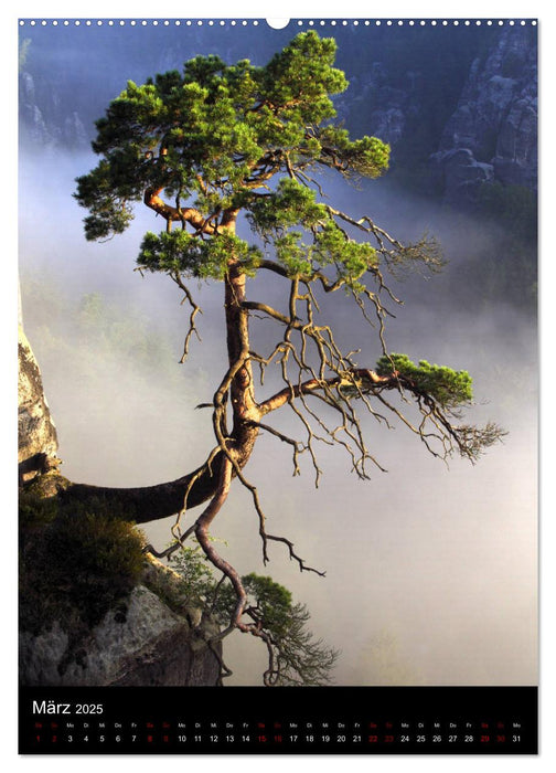 Bäume - Stilles Leben (CALVENDO Premium Wandkalender 2025)