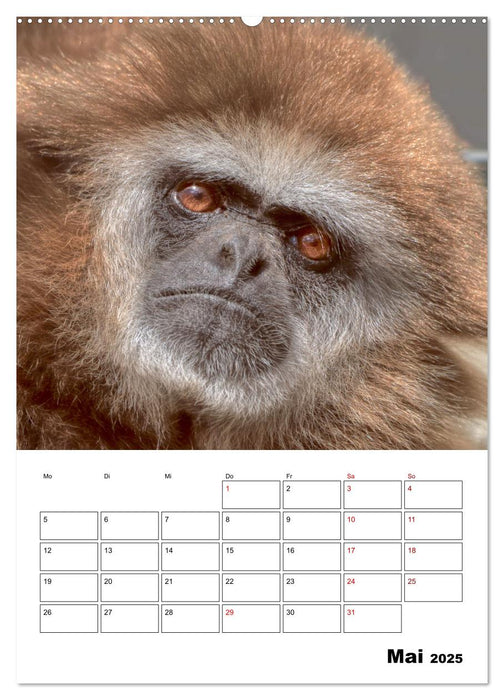 Augenblick der Affen 2025 (CALVENDO Premium Wandkalender 2025)