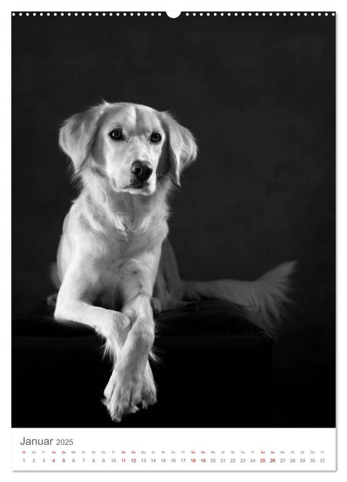 Fine Art Hundeportraits (CALVENDO Premium Wandkalender 2025)