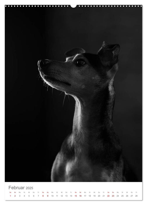 Fine Art Hundeportraits (CALVENDO Premium Wandkalender 2025)
