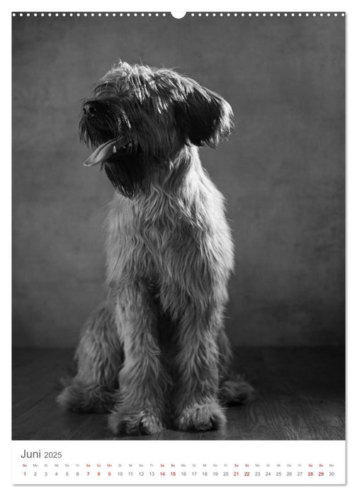 Fine Art Hundeportraits (CALVENDO Premium Wandkalender 2025)