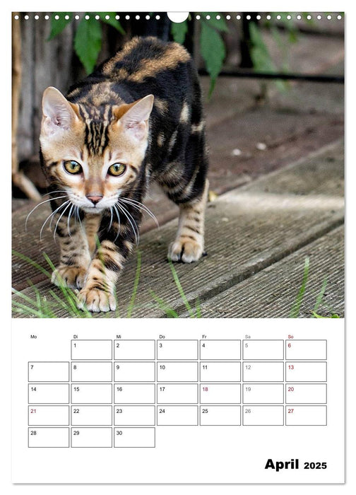 Bengalen - verschmust und abenteuerlustig (CALVENDO Wandkalender 2025)