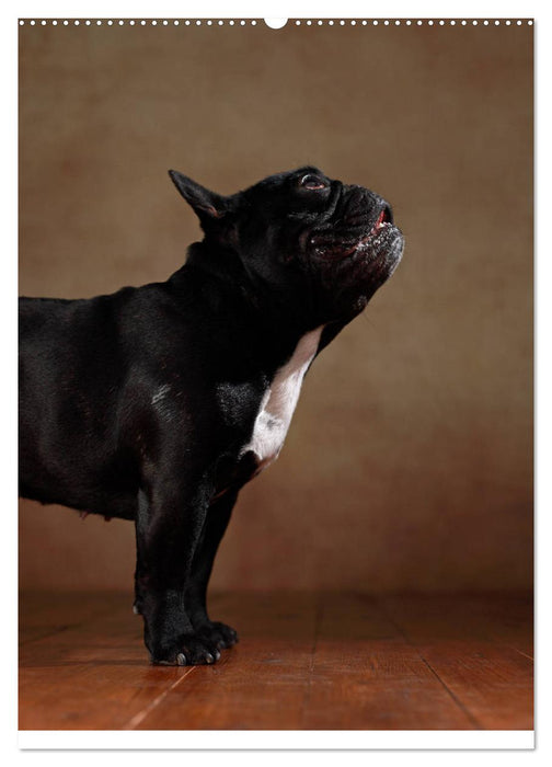 Bullys mit Charme - Französische Bulldoggen im Portrait (CALVENDO Premium Wandkalender 2025)