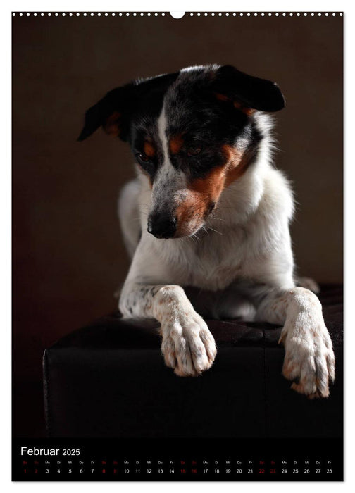 Bezaubernde Mischlingshunde (CALVENDO Premium Wandkalender 2025)