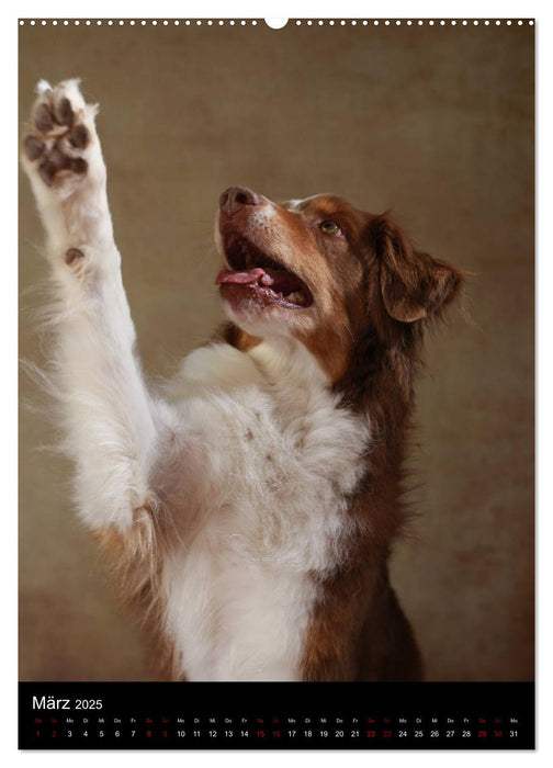 Geliebte Aussies - Australian Shepherds im Portrait (CALVENDO Premium Wandkalender 2025)