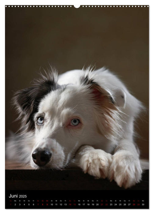 Geliebte Aussies - Australian Shepherds im Portrait (CALVENDO Premium Wandkalender 2025)