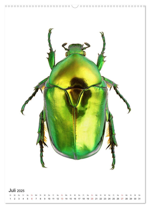 Die schönsten Käfer (CALVENDO Premium Wandkalender 2025)