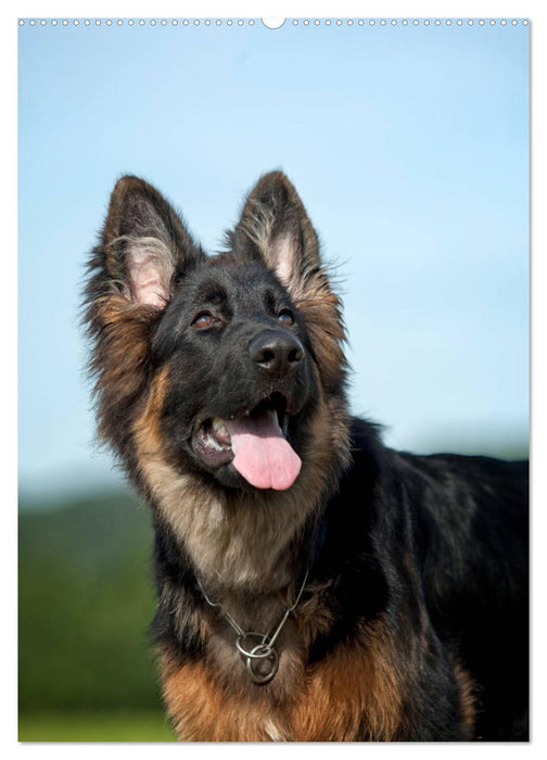 Schäferhunde Langstockhaar zum verlieben (CALVENDO Premium Wandkalender 2025)