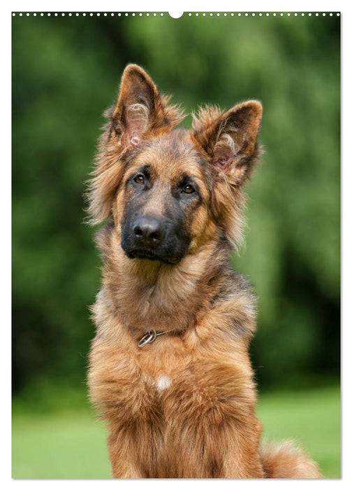 Schäferhunde Langstockhaar zum verlieben (CALVENDO Premium Wandkalender 2025)