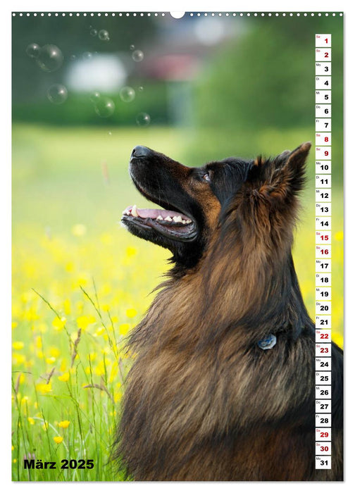 Schäferhunde Langstockhaar zum verlieben (CALVENDO Premium Wandkalender 2025)