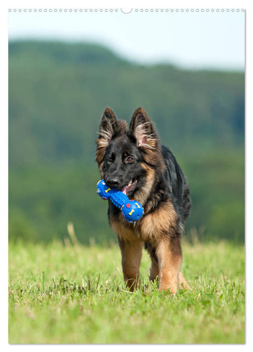 Schäferhunde Langstockhaar zum verlieben (CALVENDO Premium Wandkalender 2025)