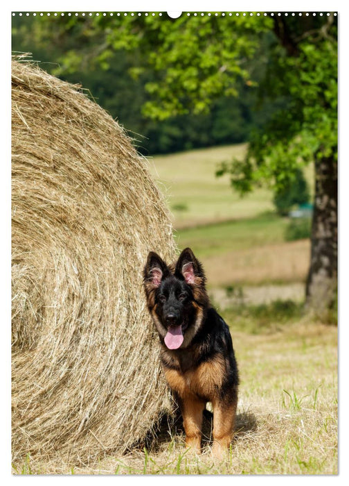 Schäferhunde Langstockhaar zum verlieben (CALVENDO Premium Wandkalender 2025)