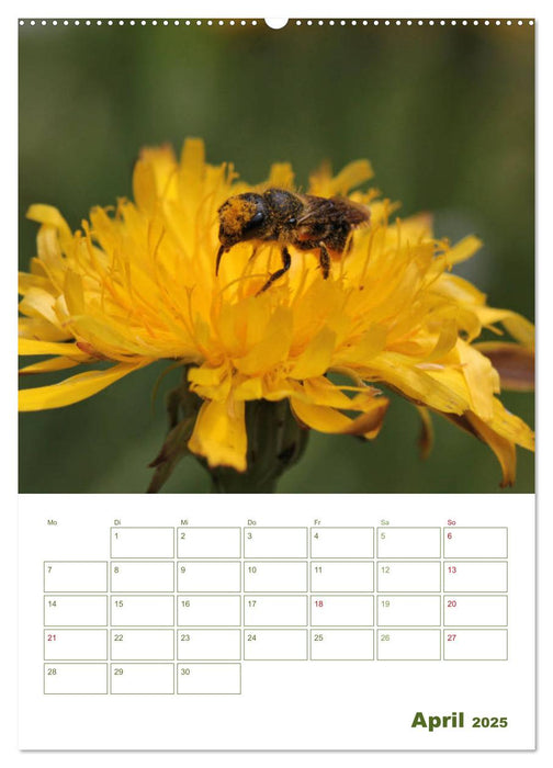 Wildbienen-Terminplaner 2025 (CALVENDO Premium Wandkalender 2025)