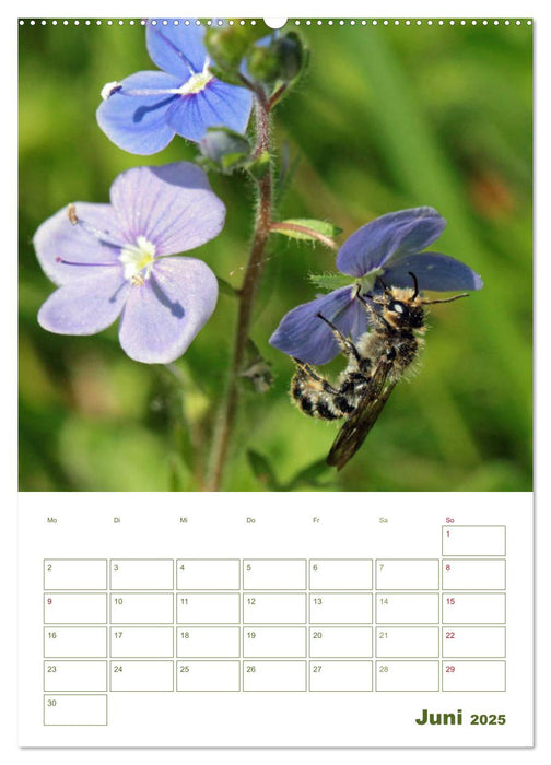 Wildbienen-Terminplaner 2025 (CALVENDO Premium Wandkalender 2025)