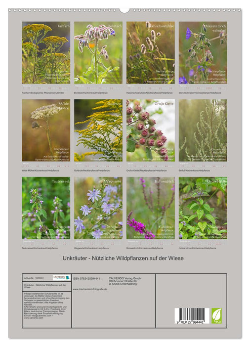 Unkräuter - Nützliche Wildpflanzen auf der Wiese (CALVENDO Premium Wandkalender 2025)