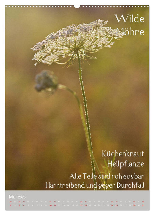 Unkräuter - Nützliche Wildpflanzen auf der Wiese (CALVENDO Premium Wandkalender 2025)