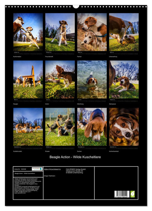 Beagle Action - Wilde Kuscheltiere (CALVENDO Wandkalender 2025)