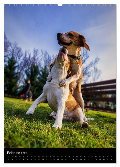 Beagle Action - Wilde Kuscheltiere (CALVENDO Wandkalender 2025)