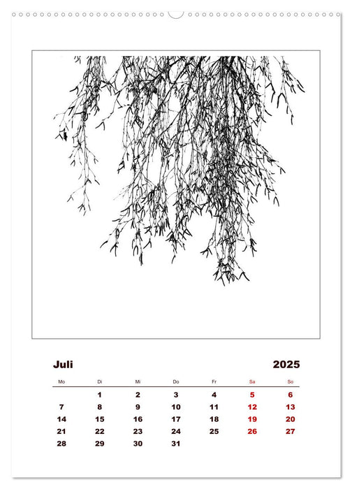 LignoGrafica - Muster und Strukturen der Bäume (CALVENDO Premium Wandkalender 2025)