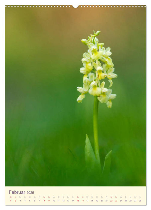 Wilde Orchideen in Deutschland 2025 (CALVENDO Premium Wandkalender 2025)