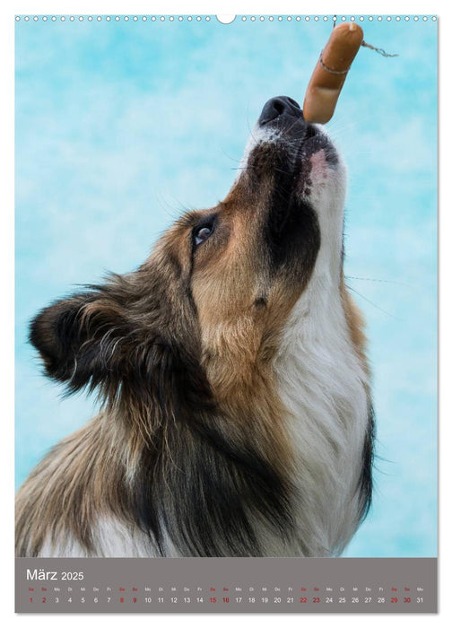 Hundegesichter beim Würstchenschnappen (CALVENDO Premium Wandkalender 2025)