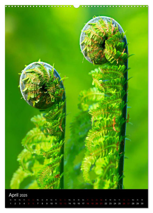 Ganz nah an der Natur (CALVENDO Wandkalender 2025)