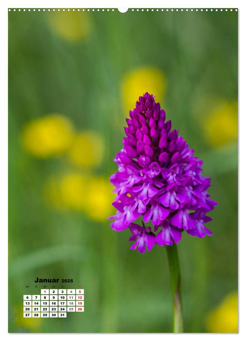 Zauber der Natur - Heimische Orchideen und Wiesenblumen (CALVENDO Premium Wandkalender 2025)